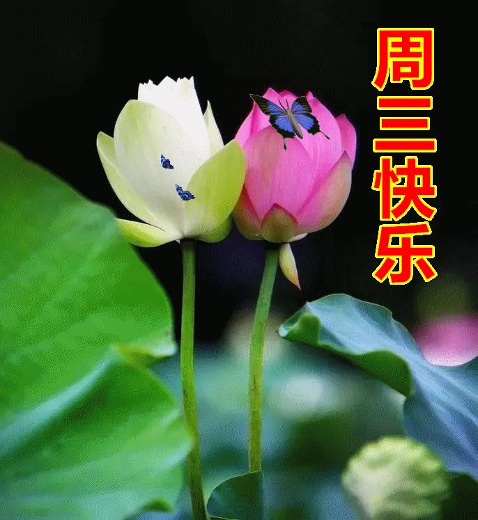 七日最新，自我超越的奇妙旅程